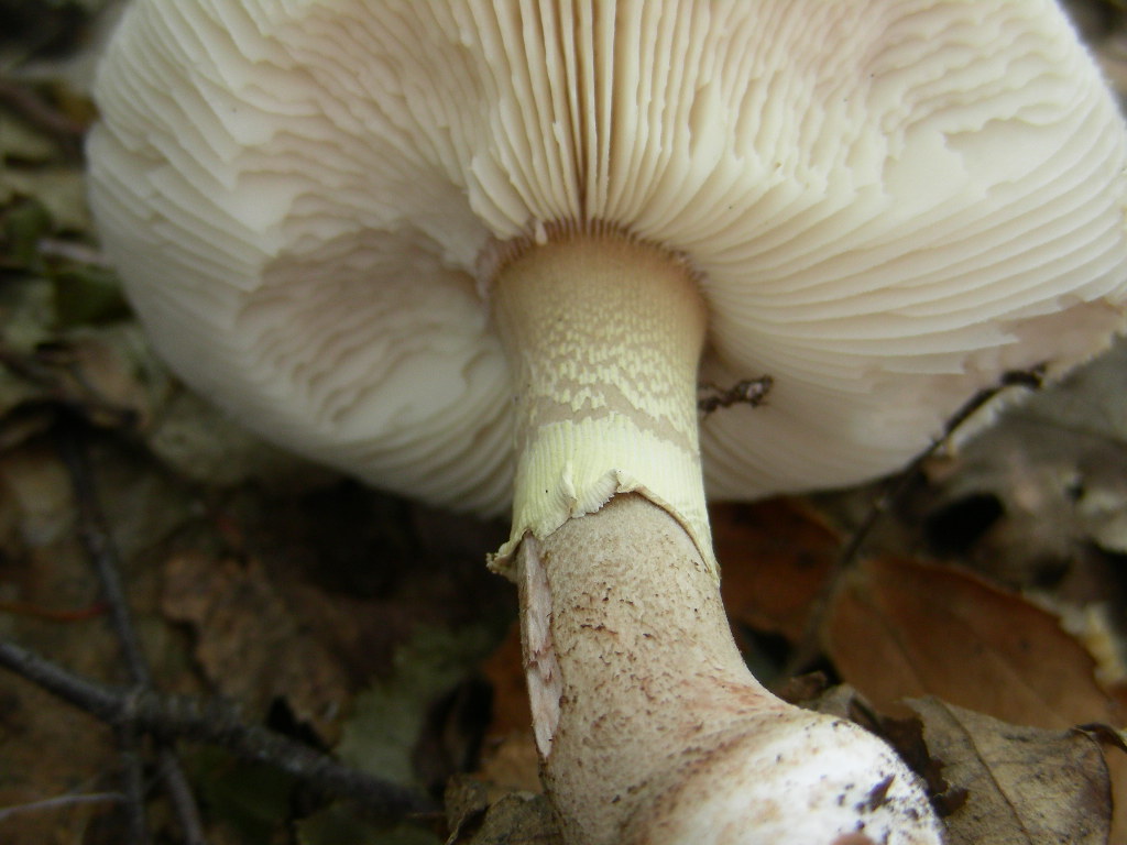 Amanita....variet